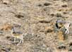 Changthang Wildlife Sanctuary in Ladakh